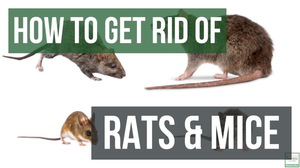 How to Get Rid of Rats and Mice Guaranteed - First National Pest