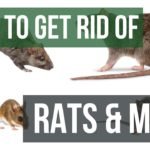 How to Get Rid of Rats and Mice Guaranteed