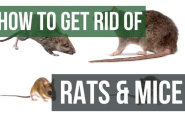 How to Get Rid of Rats and Mice Guaranteed